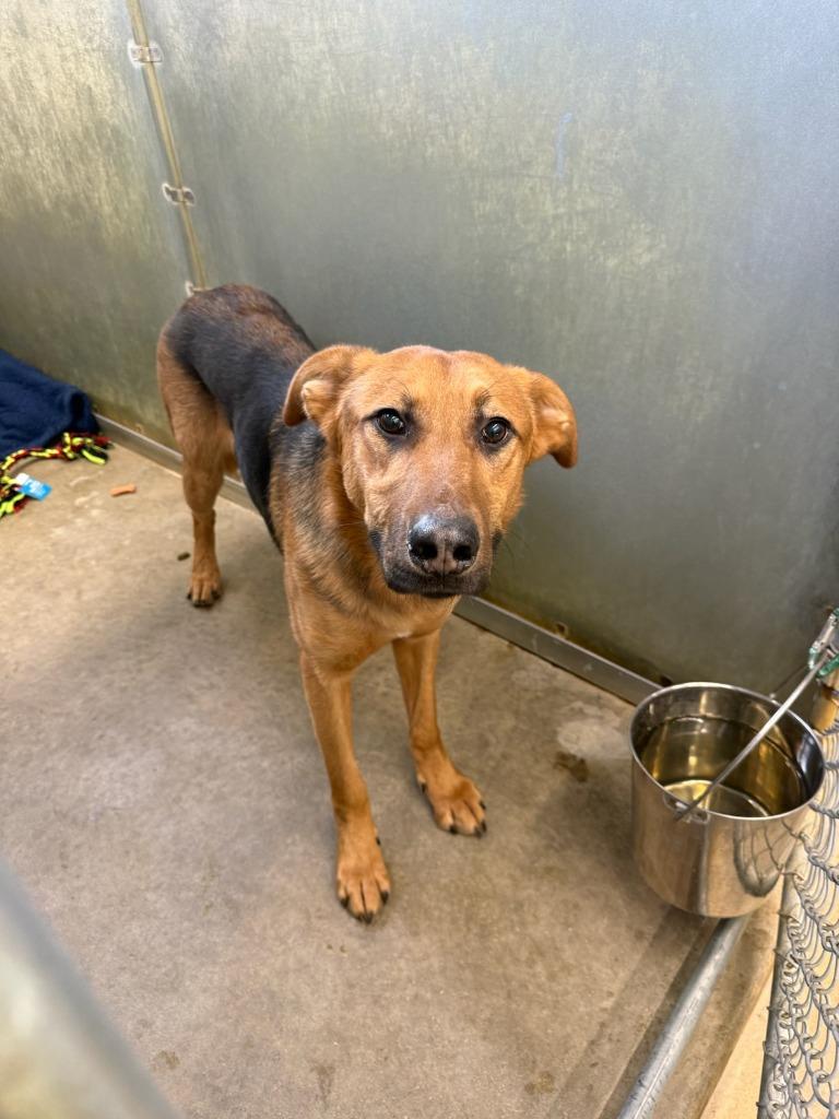 Enlarge Clay, a Adoptable Shepherd in La Porte, IN image 1/2