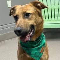 Enlarge Clay, a Adoptable Shepherd in La Porte, IN image 2/3