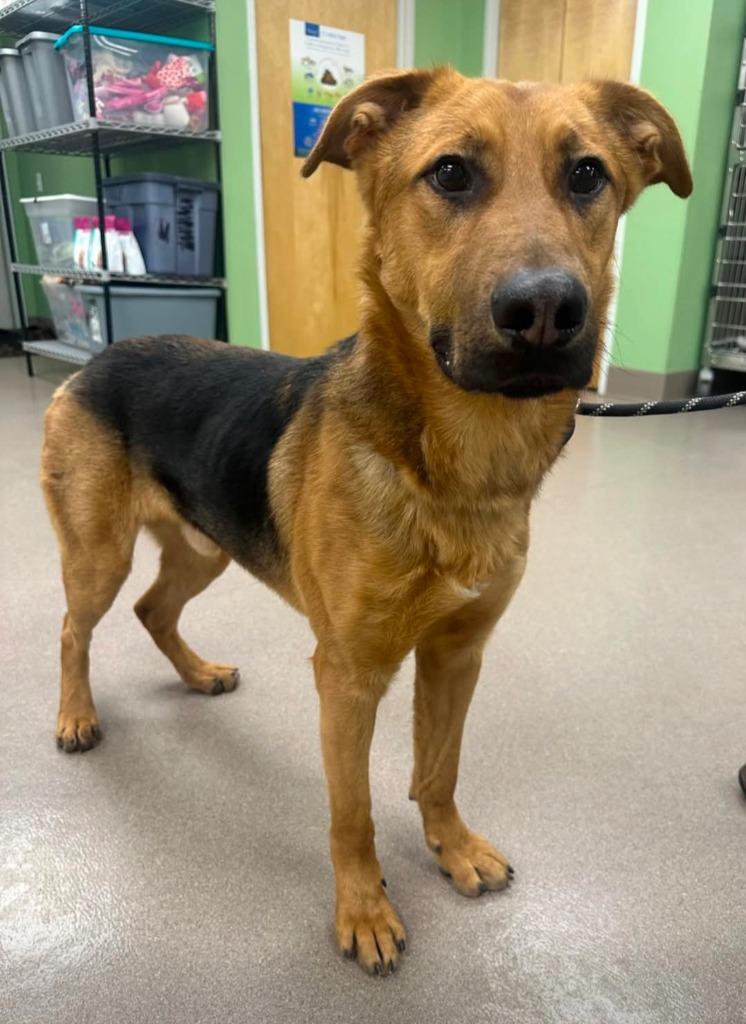 Enlarge Clay, a Adoptable Shepherd in La Porte, IN image 2/2