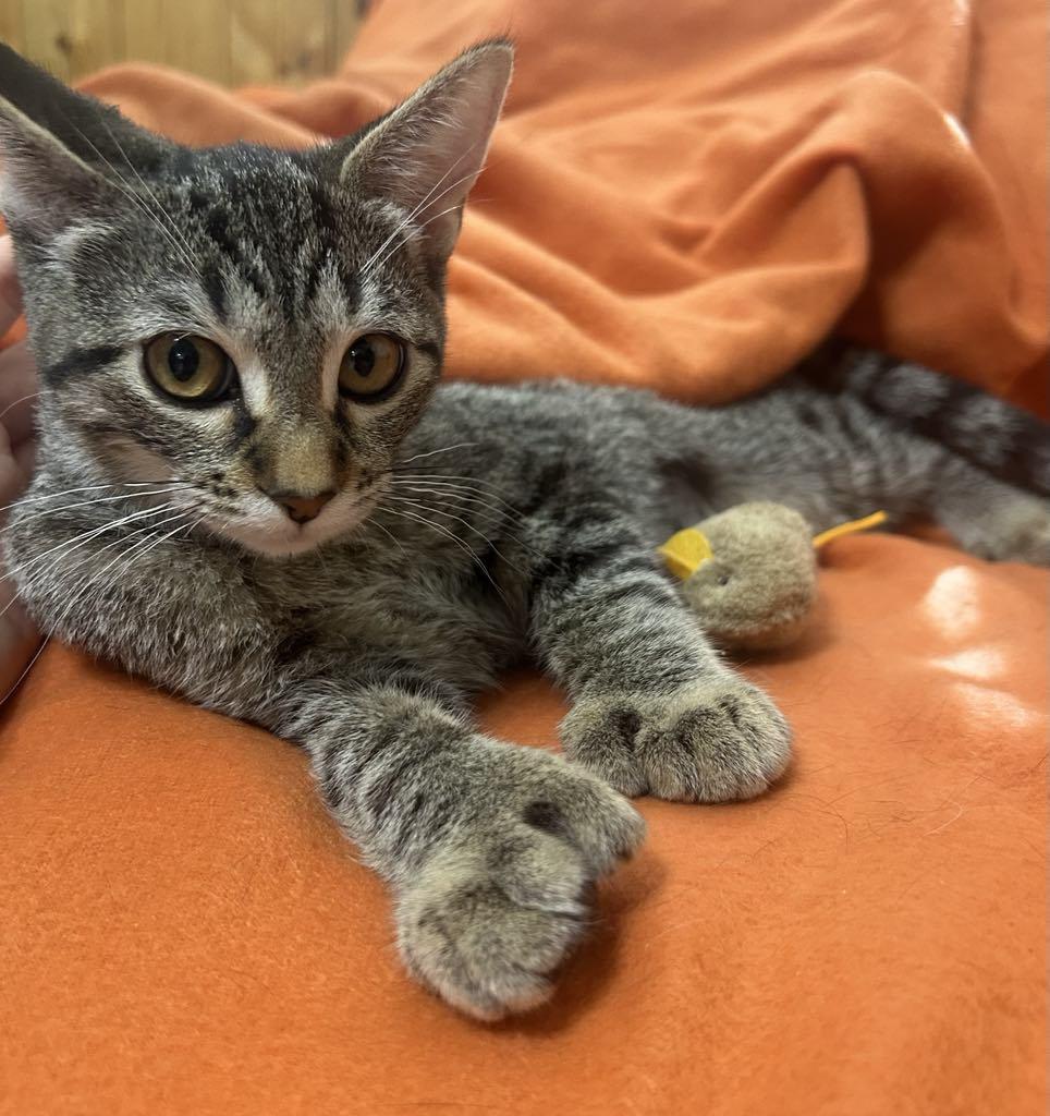 Fable — thumbnail 2