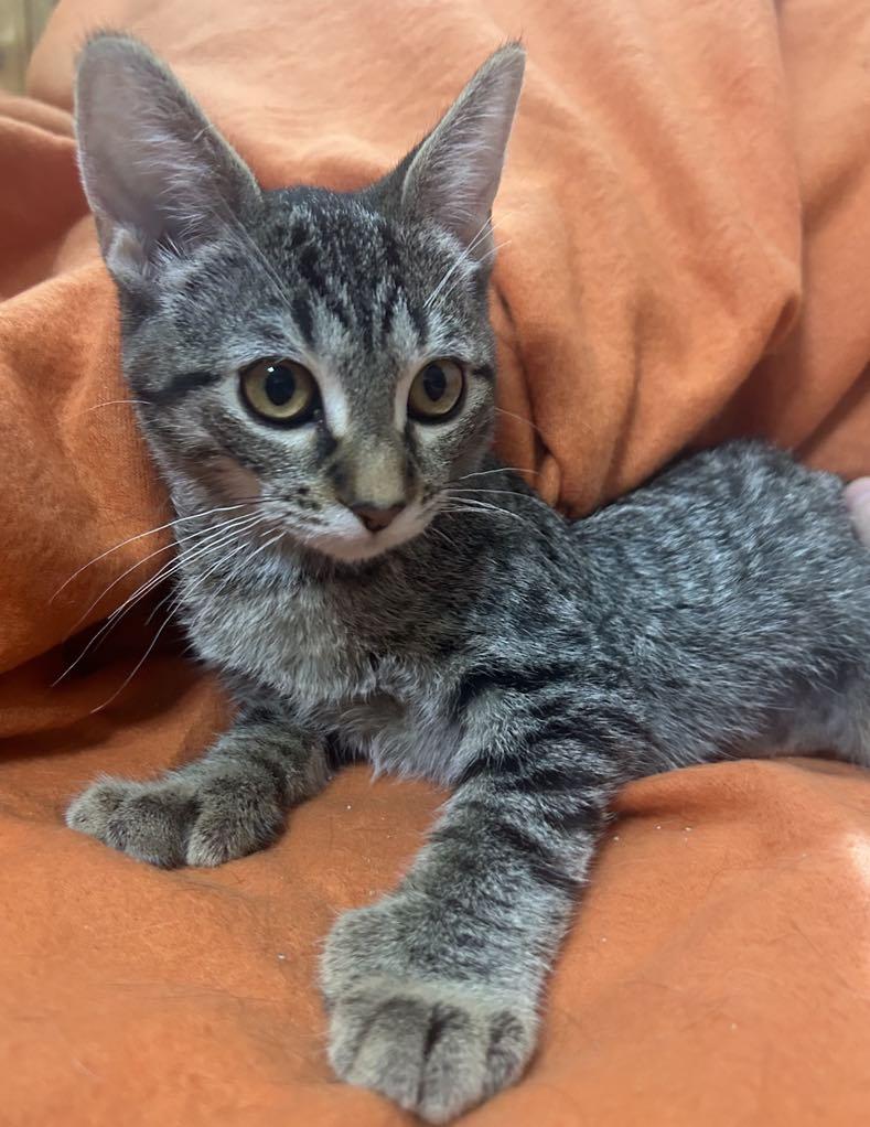 Fable — thumbnail 3