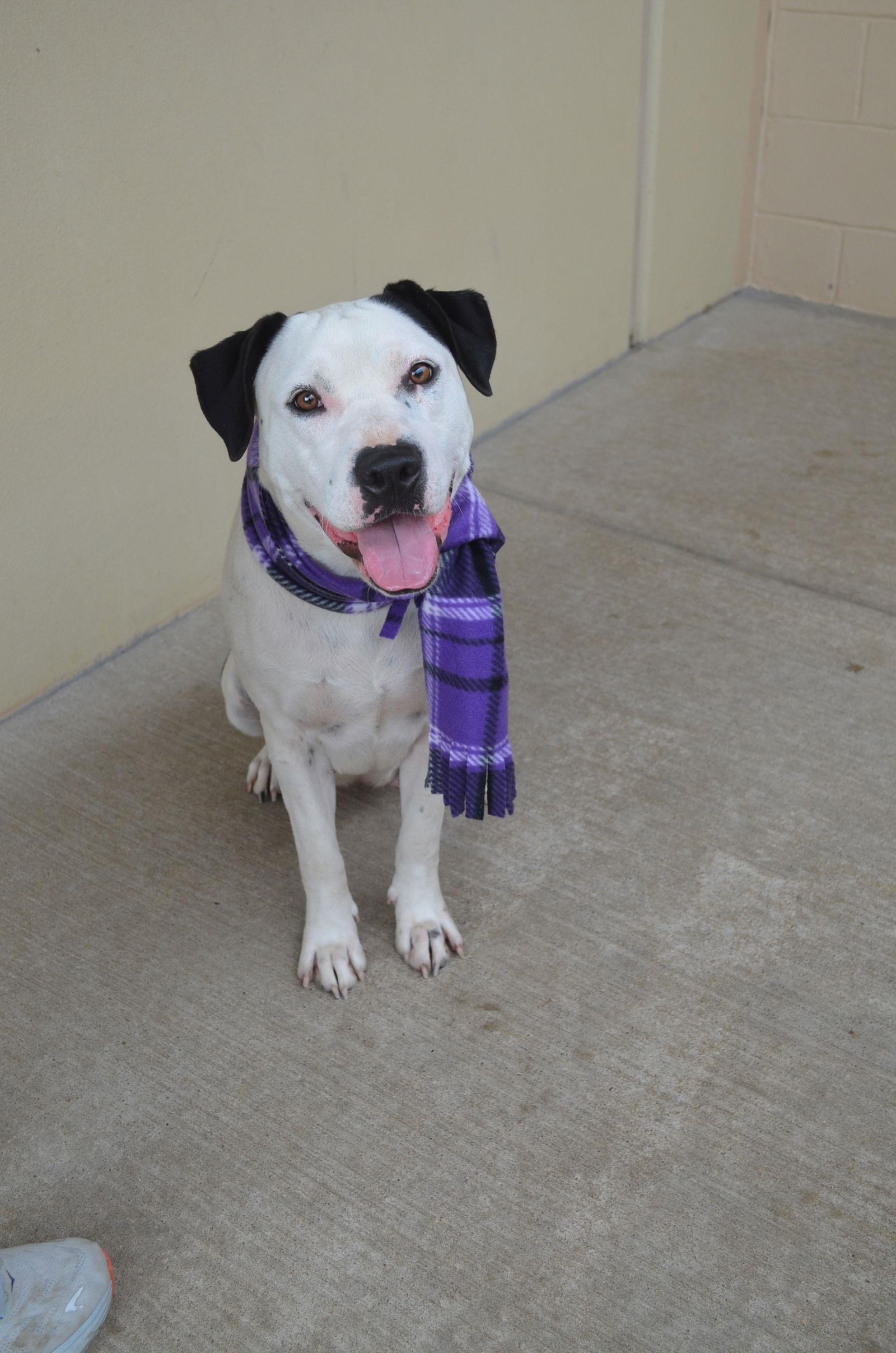 Enlarge Sequoia, a Adoptable Pit Bull Terrier in McKinney, TX image 1/3