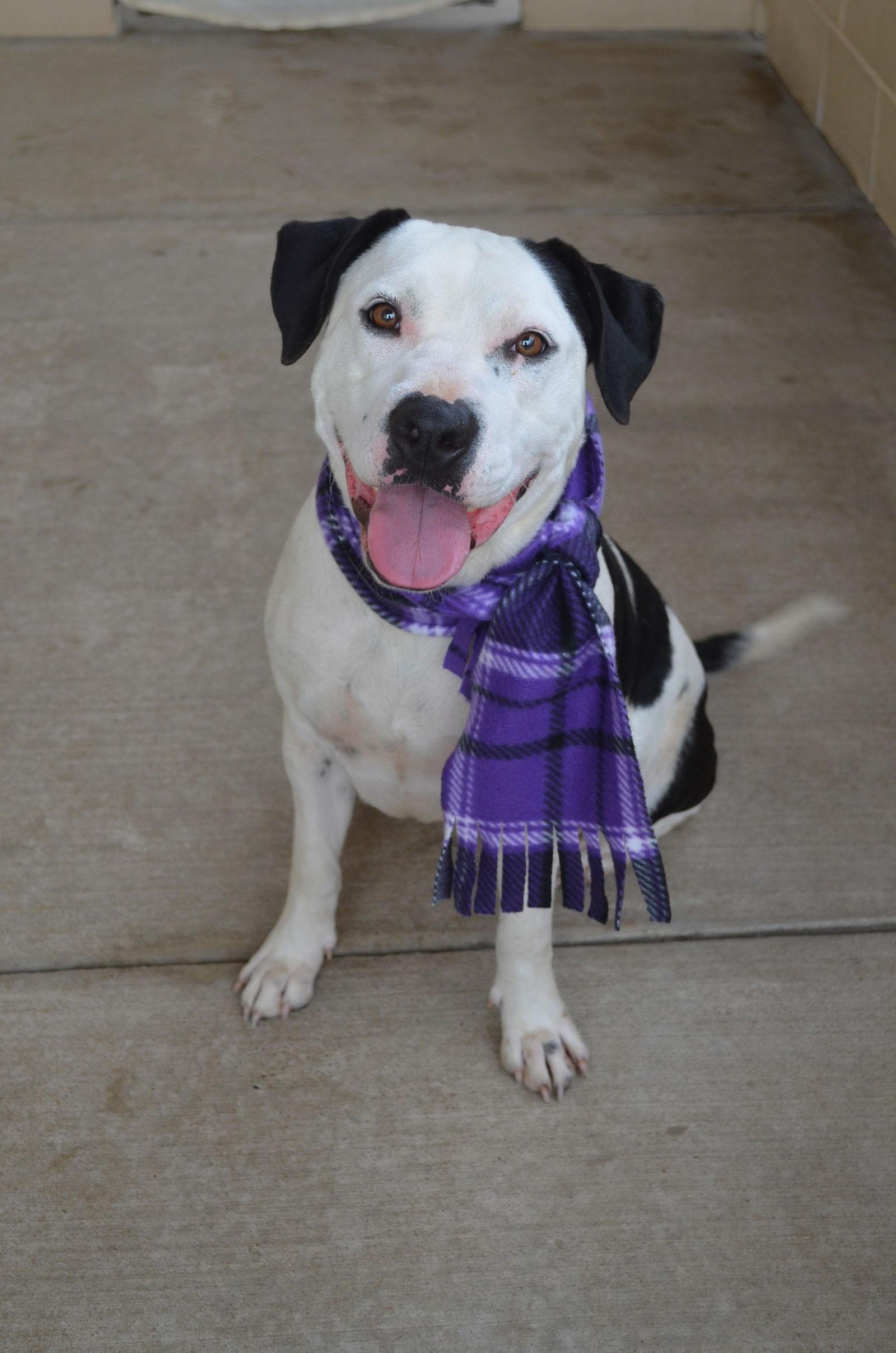 Enlarge Sequoia, a Adoptable Pit Bull Terrier in McKinney, TX image 2/3