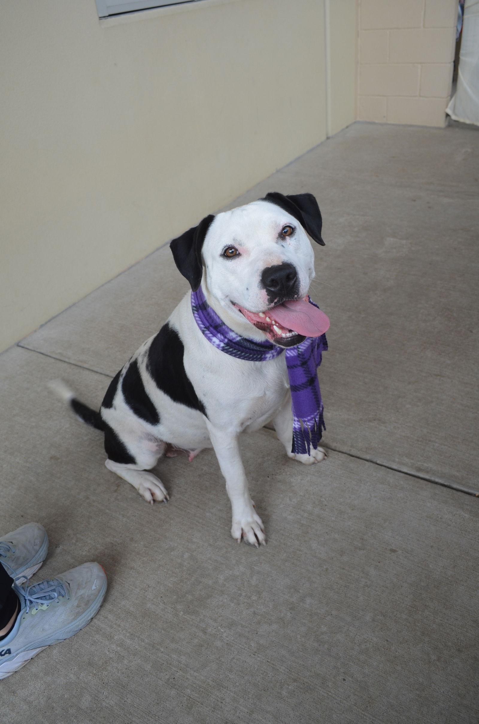 Enlarge Sequoia, a Adoptable Pit Bull Terrier in McKinney, TX image 3/3