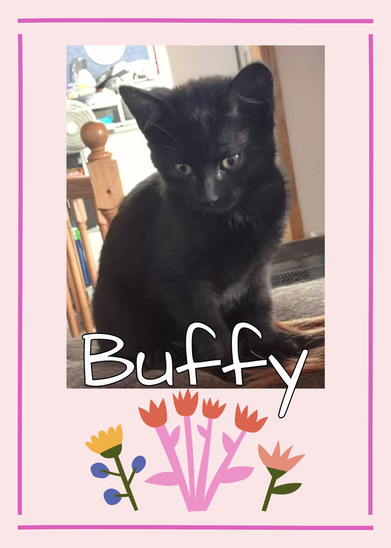 Buffy, ADOPTABLE, Kitten Female Domestic Short Hair.