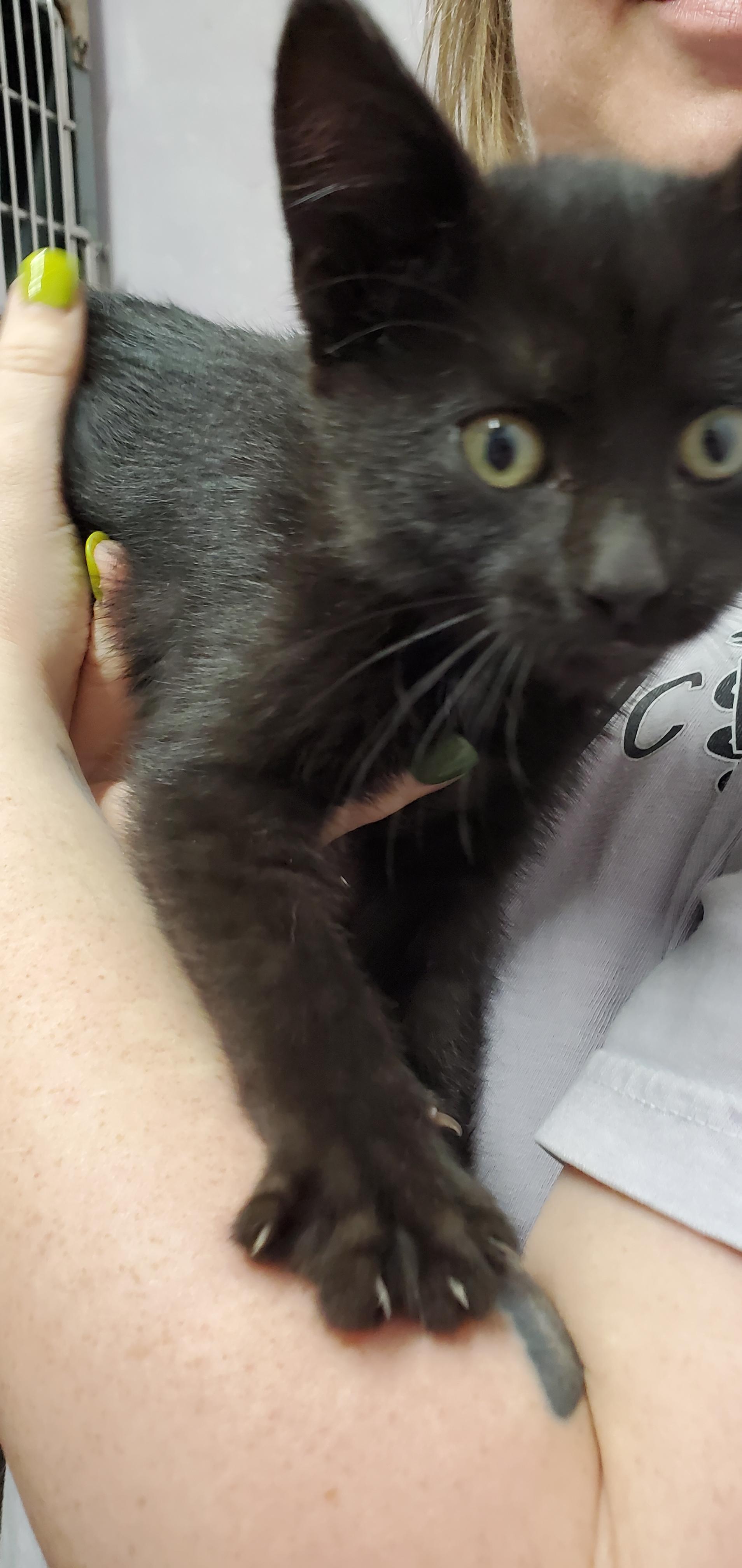 Enlarge Buffy, a ADOPTABLE Domestic Short Hair in Valley City, ND image 3/3