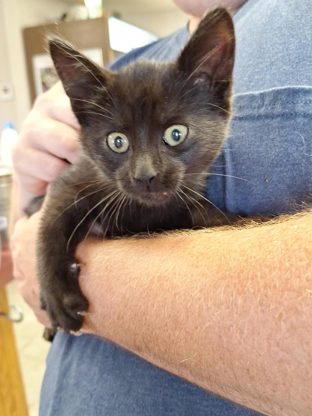 Enlarge Buffy, a ADOPTABLE Domestic Short Hair in Valley City, ND image 2/3