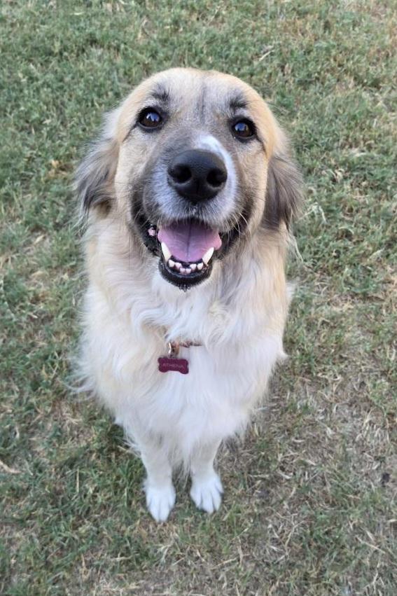Enlarge Athena, a ADOPTABLE mixed breed in Burleson, TX image 1/2