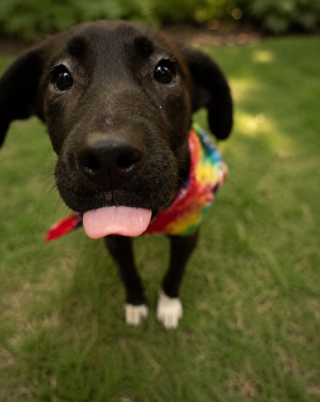 Benedict AKA Benny, a Adoptable mixed breed in ALBANY , NY image 4/6
