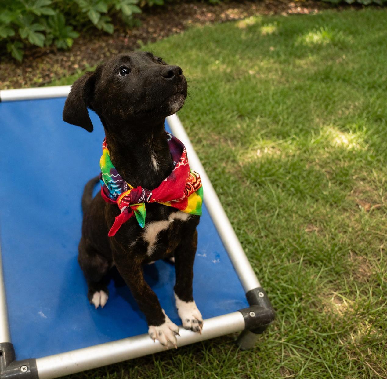 Benedict AKA Benny, a Adoptable mixed breed in ALBANY , NY image 6/6