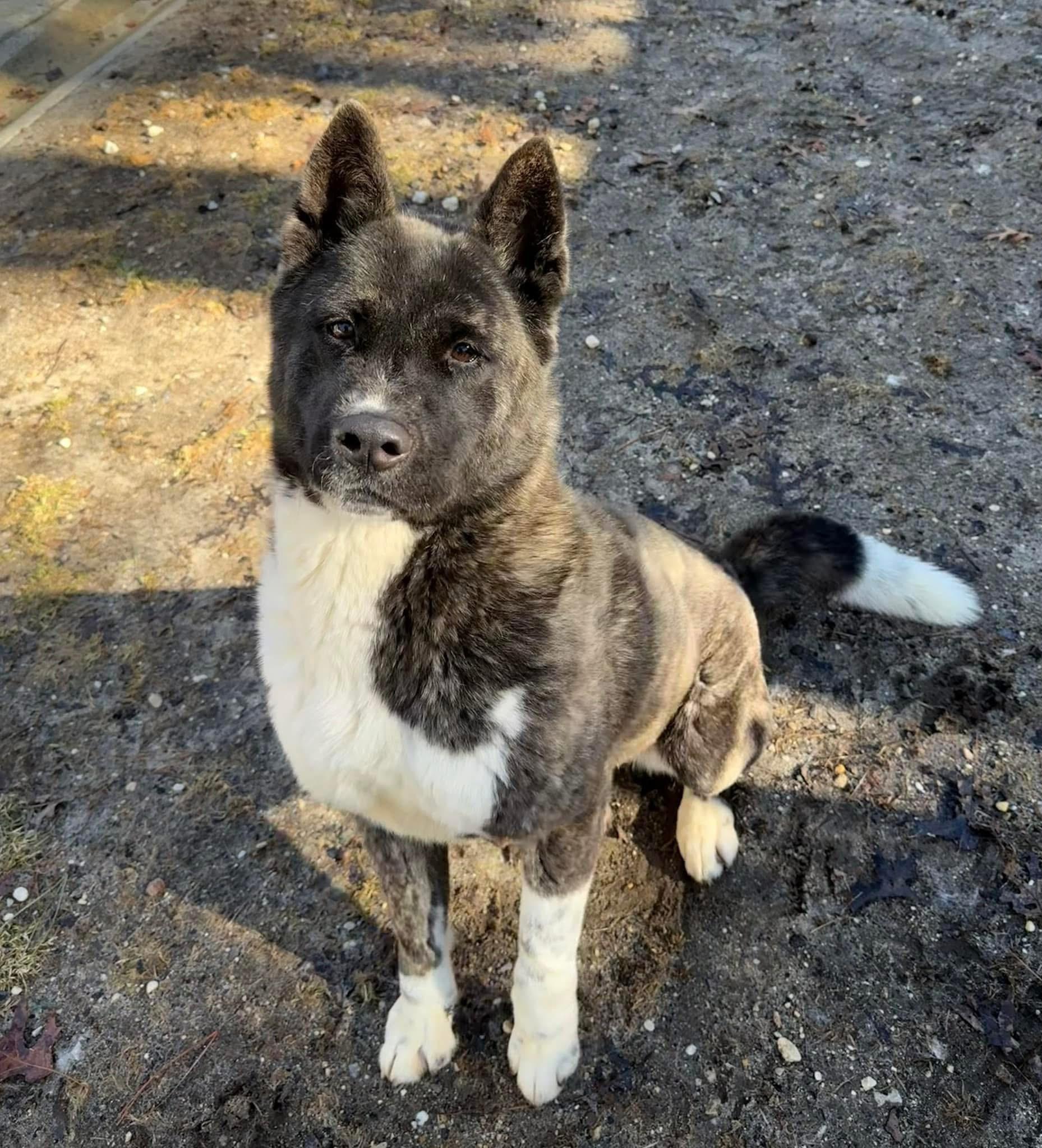 Stella Bella, a Adoptable Akita in Toms River, NJ image 5/8