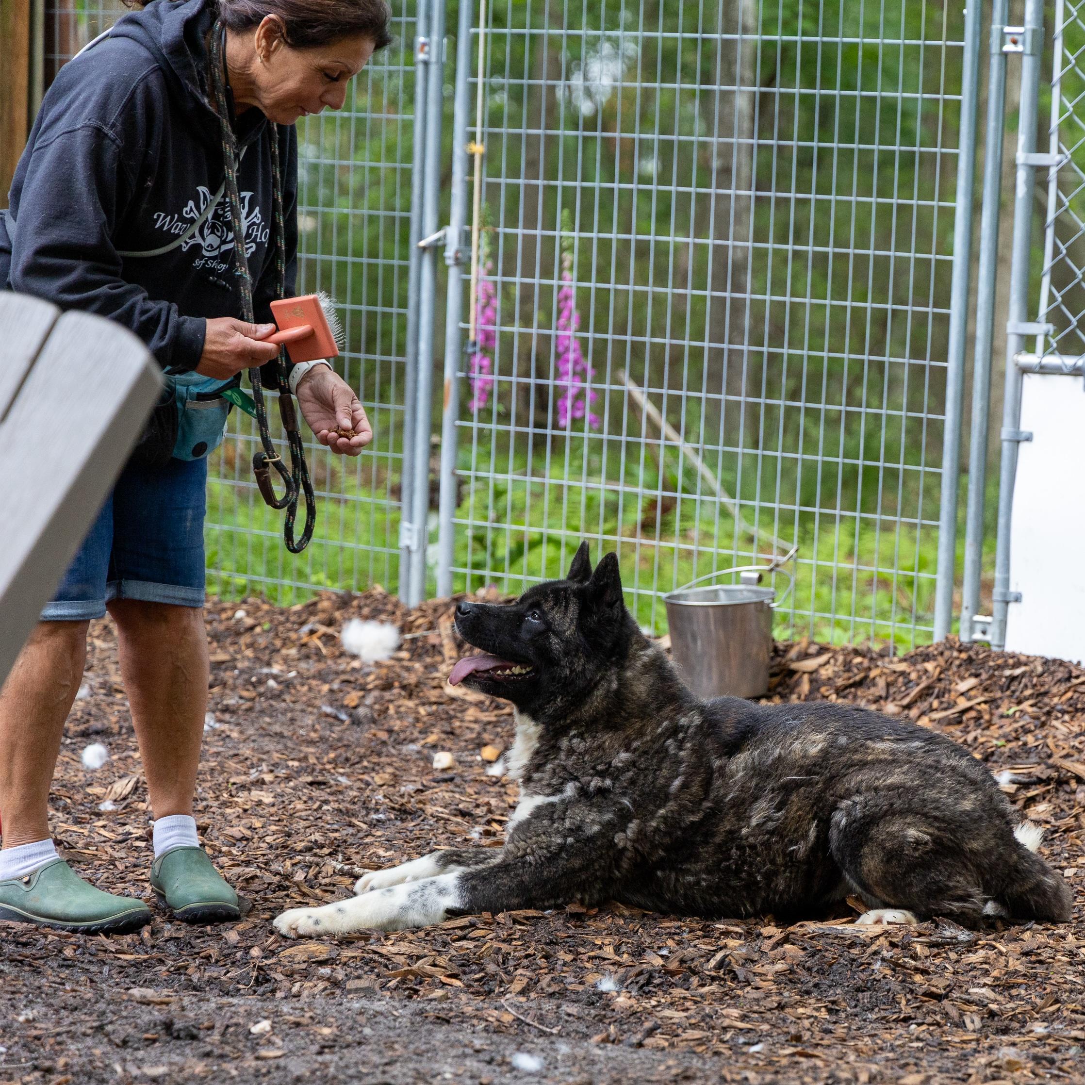Stella Bella, a Adoptable Akita in Toms River, NJ image 4/8