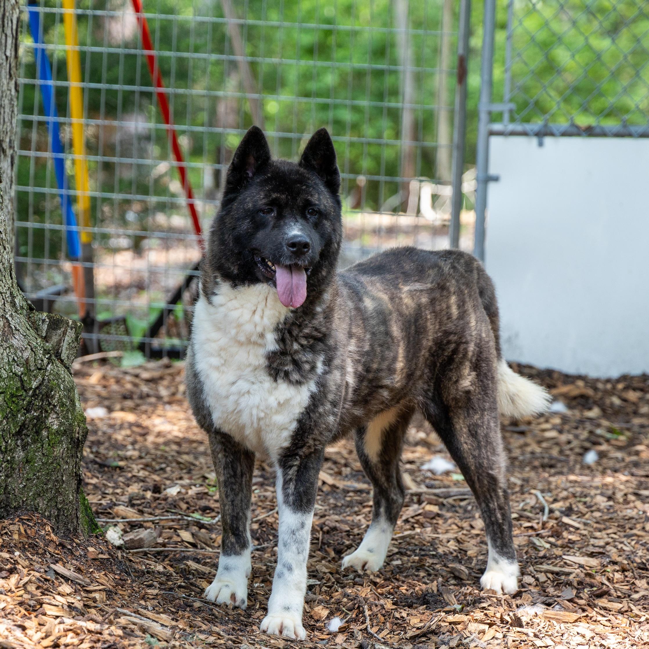 Enlarge Stella Bella, a Adoptable Akita in Toms River, NJ image 8/8