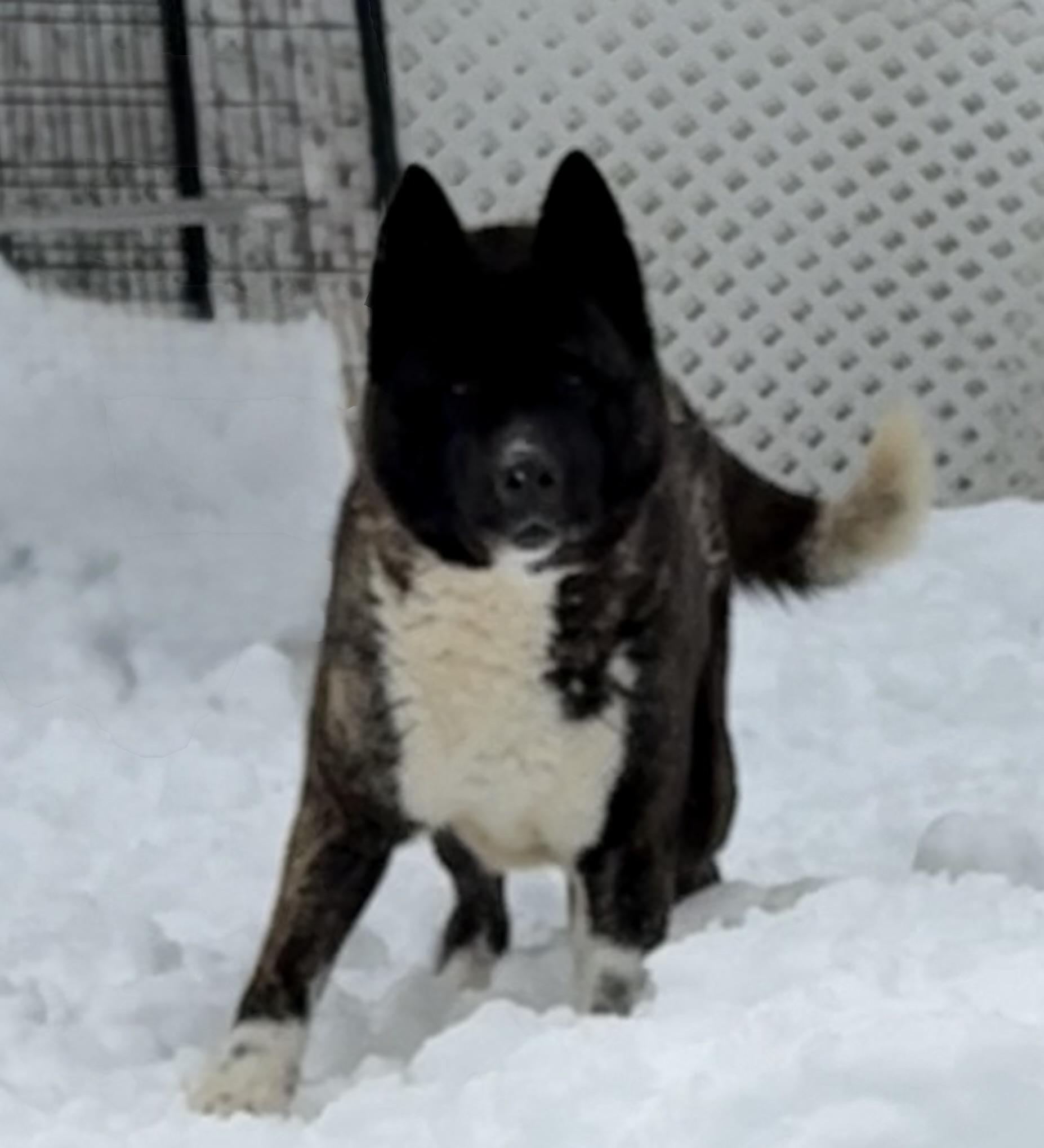Enlarge Stella Bella, a Adoptable Akita in Toms River, NJ image 6/6
