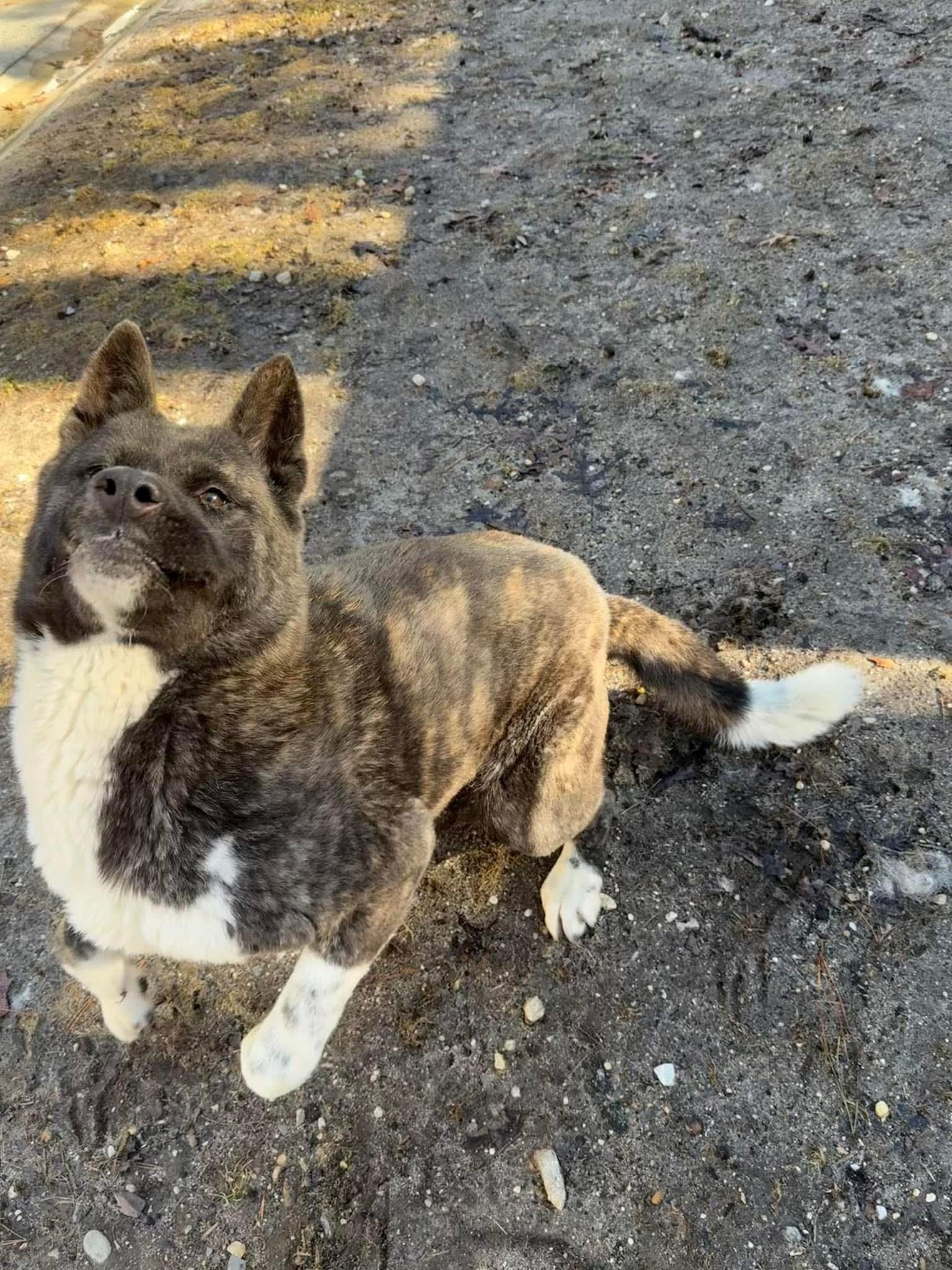 Enlarge Stella Bella, a Adoptable Akita in Toms River, NJ image 7/8