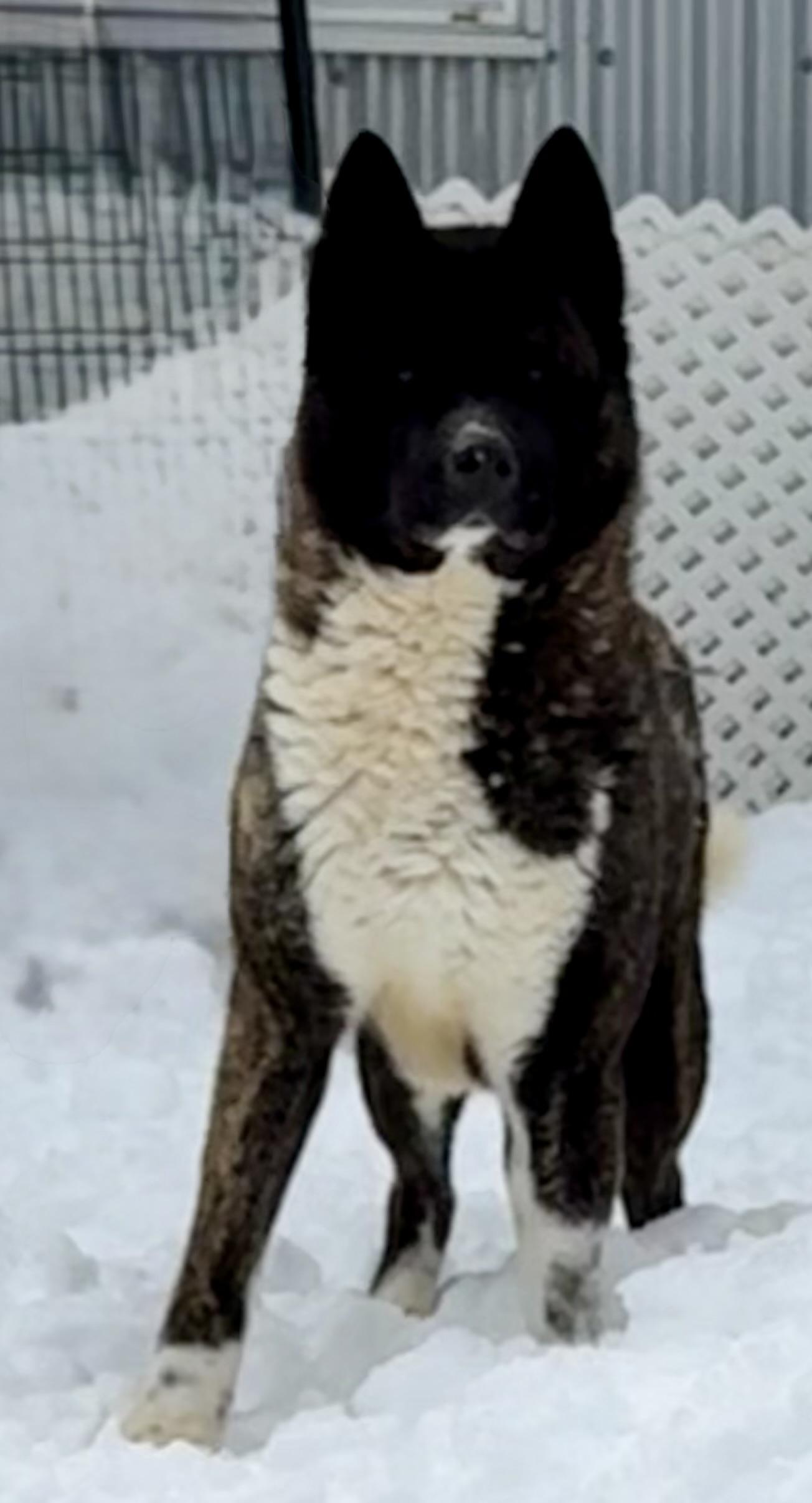Enlarge Stella Bella, a Adoptable Akita in Toms River, NJ image 5/6