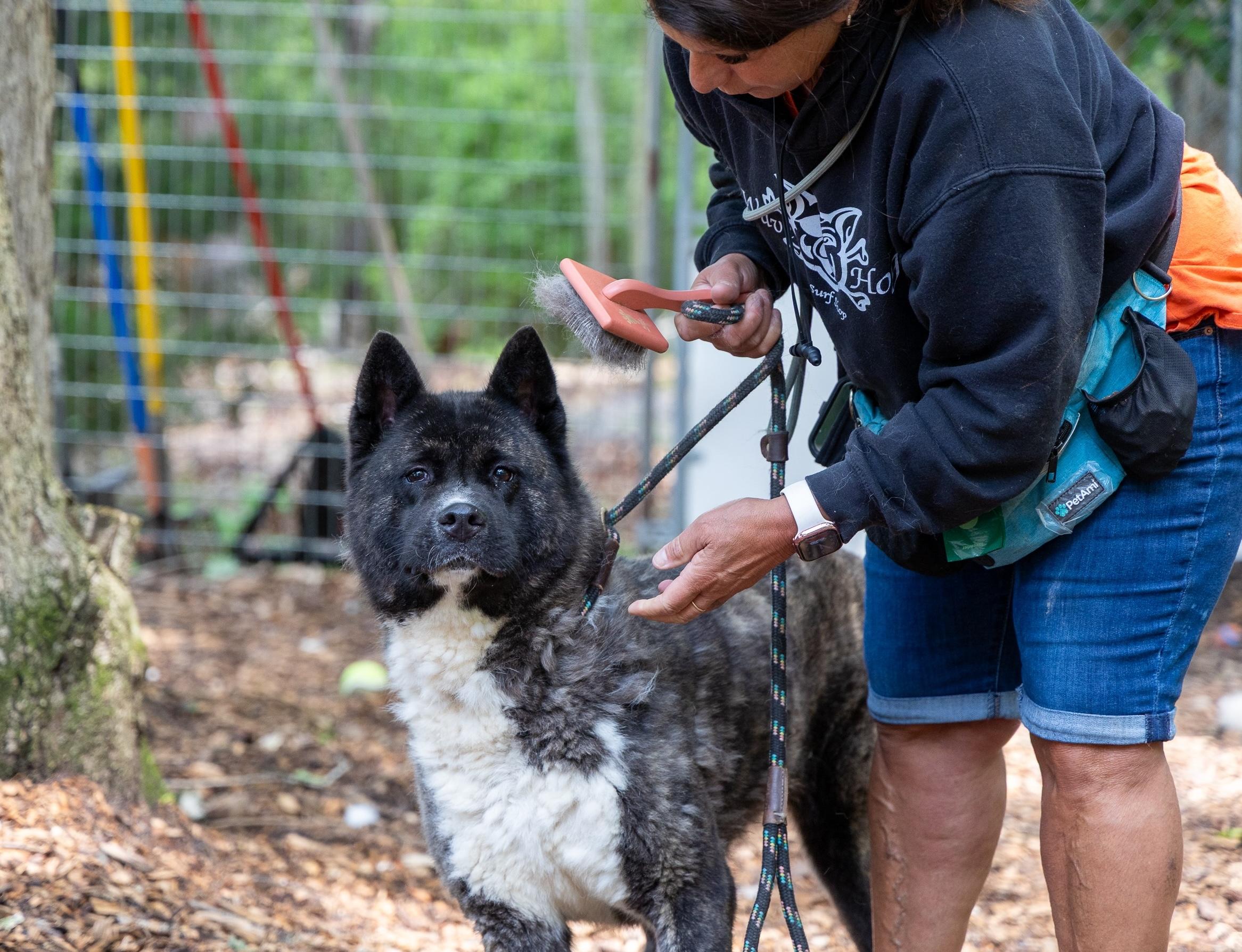 Stella Bella, a Adoptable Akita in Toms River, NJ image 6/8