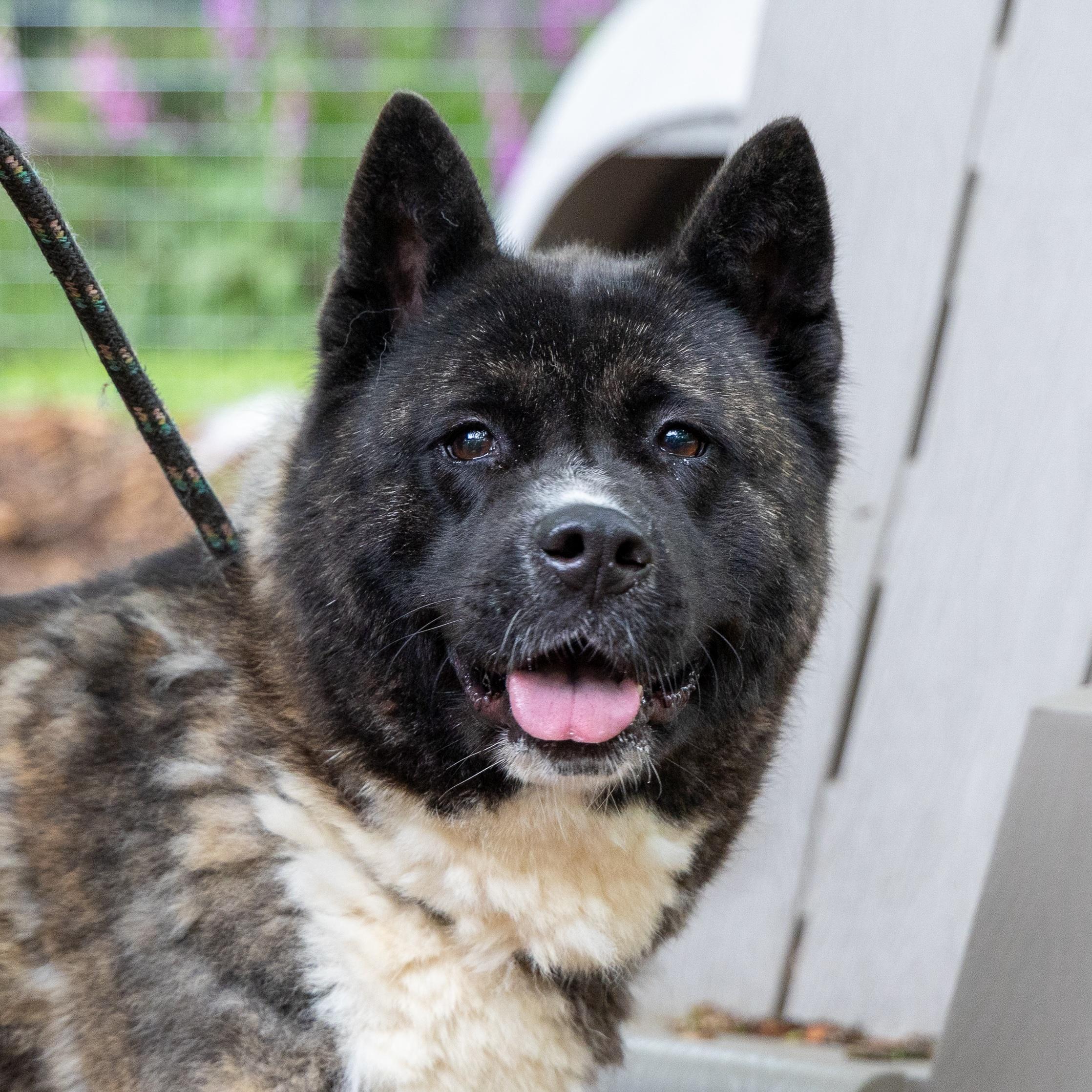 Stella Bella, a Adoptable Akita in Toms River, NJ image 2/8