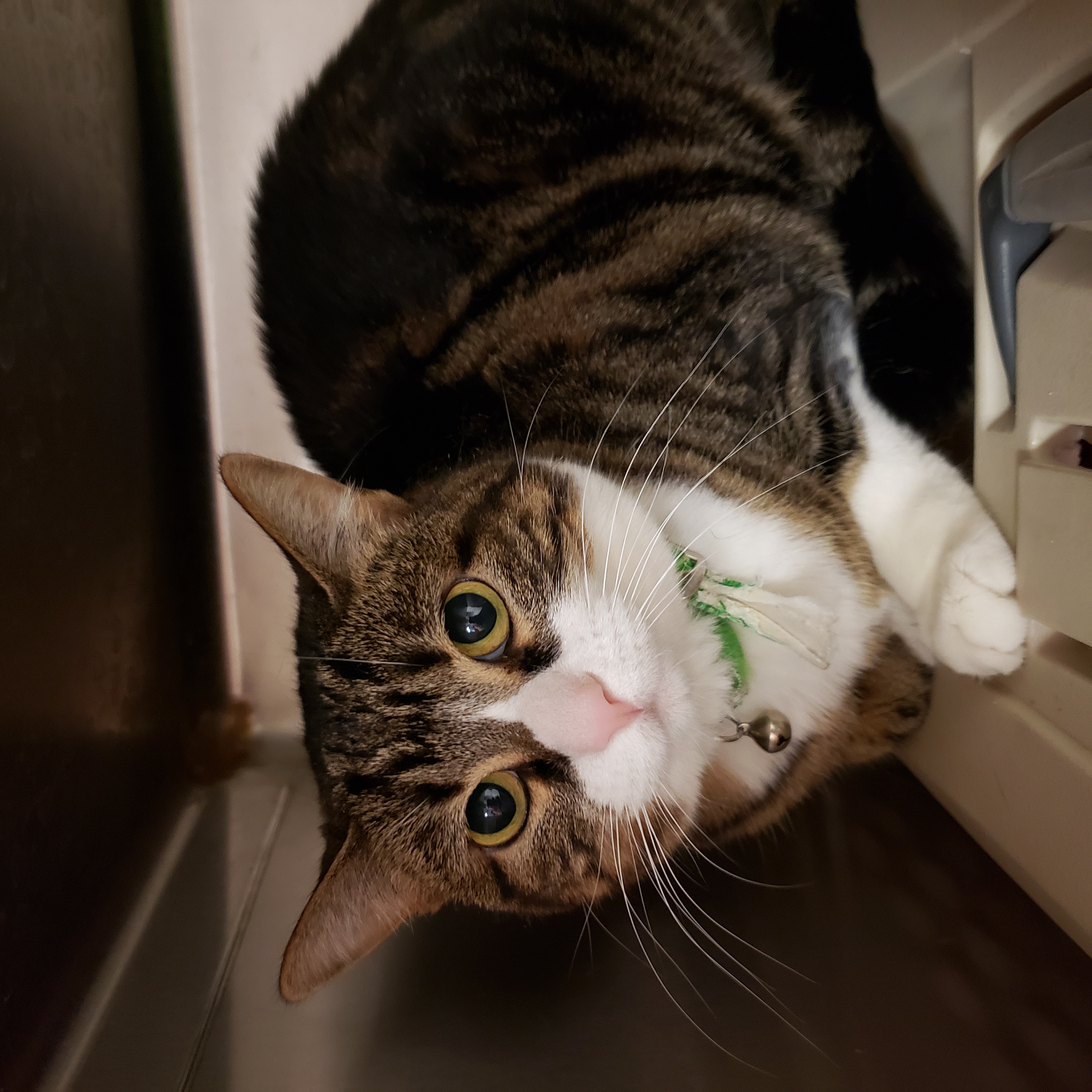 Enlarge Pumpkin, a Adoptable mixed breed in Norco, CA image 1/1