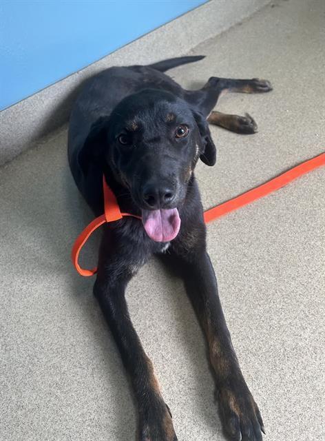 HART, Adoptable, Young Female Labrador Retriever & Mixed Breed.