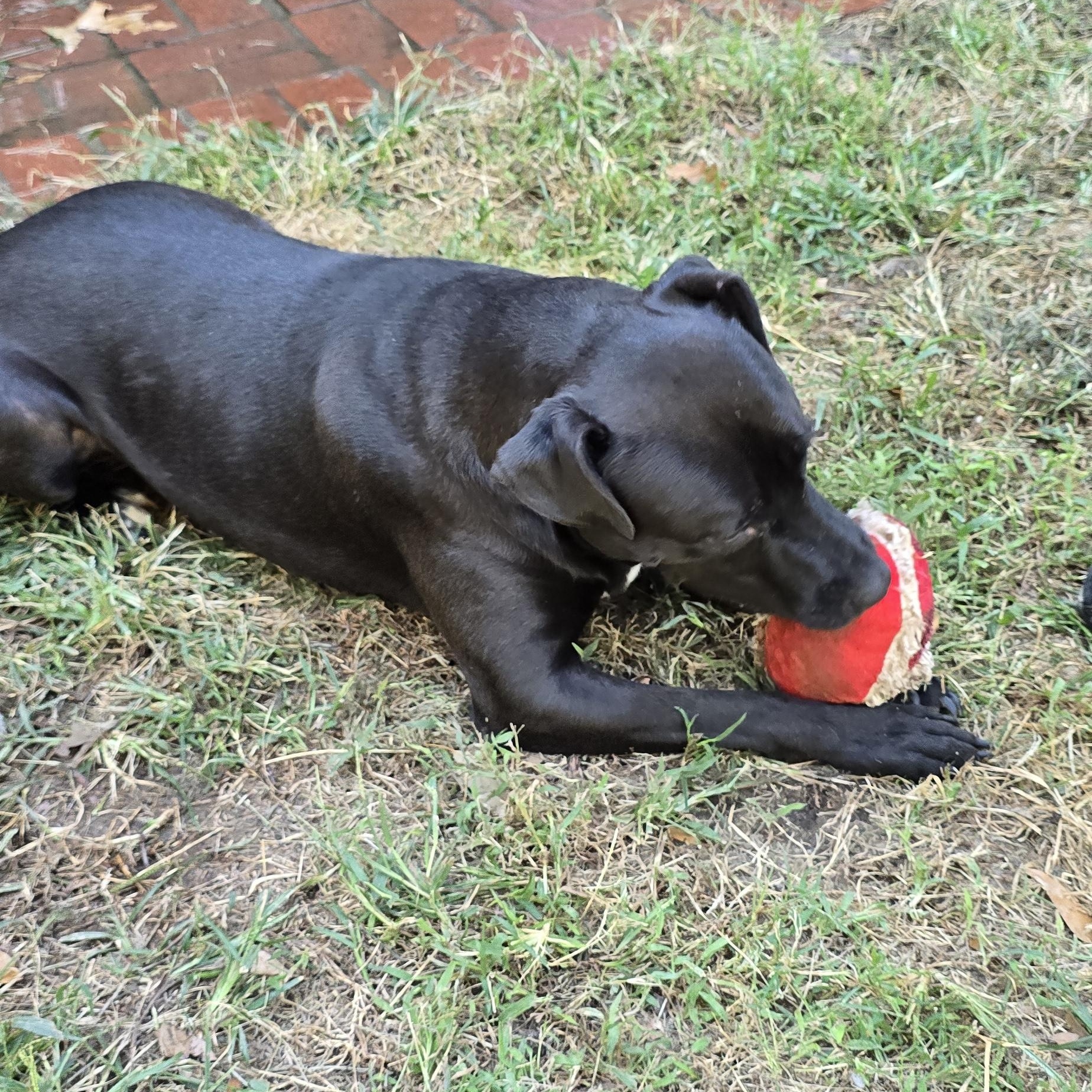 Enlarge Mia, a Adoptable mixed breed in Arlington, TN image 4/6