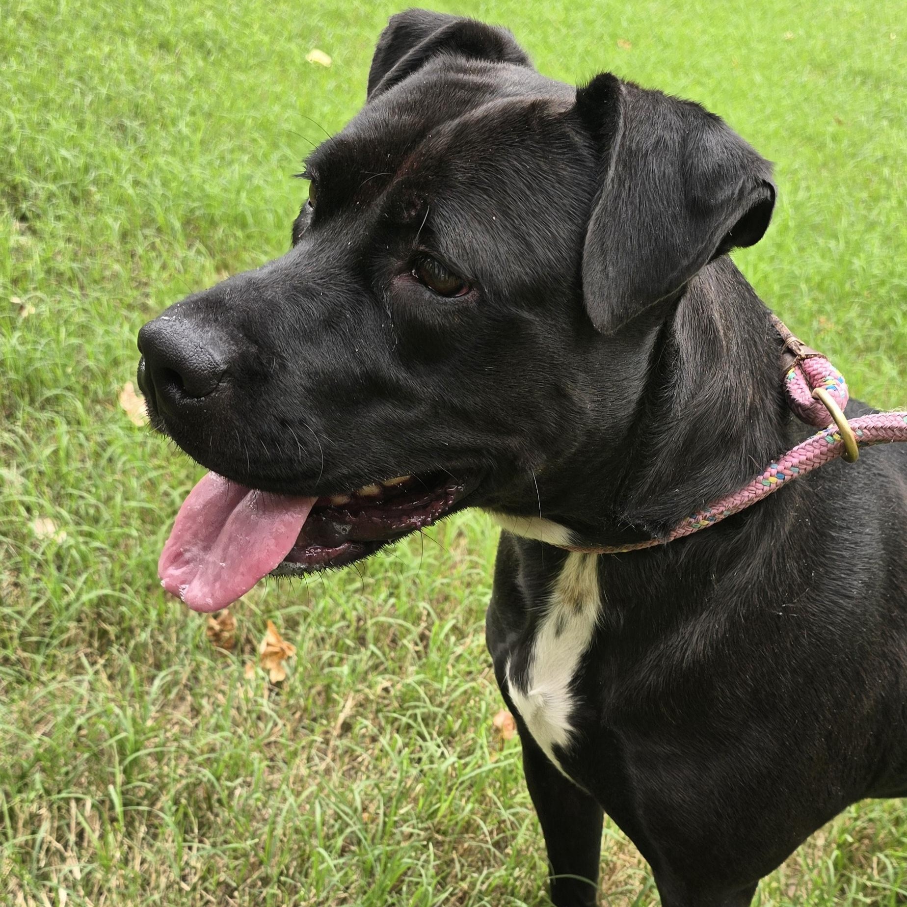 Enlarge Mia, a Adoptable mixed breed in Arlington, TN image 2/6