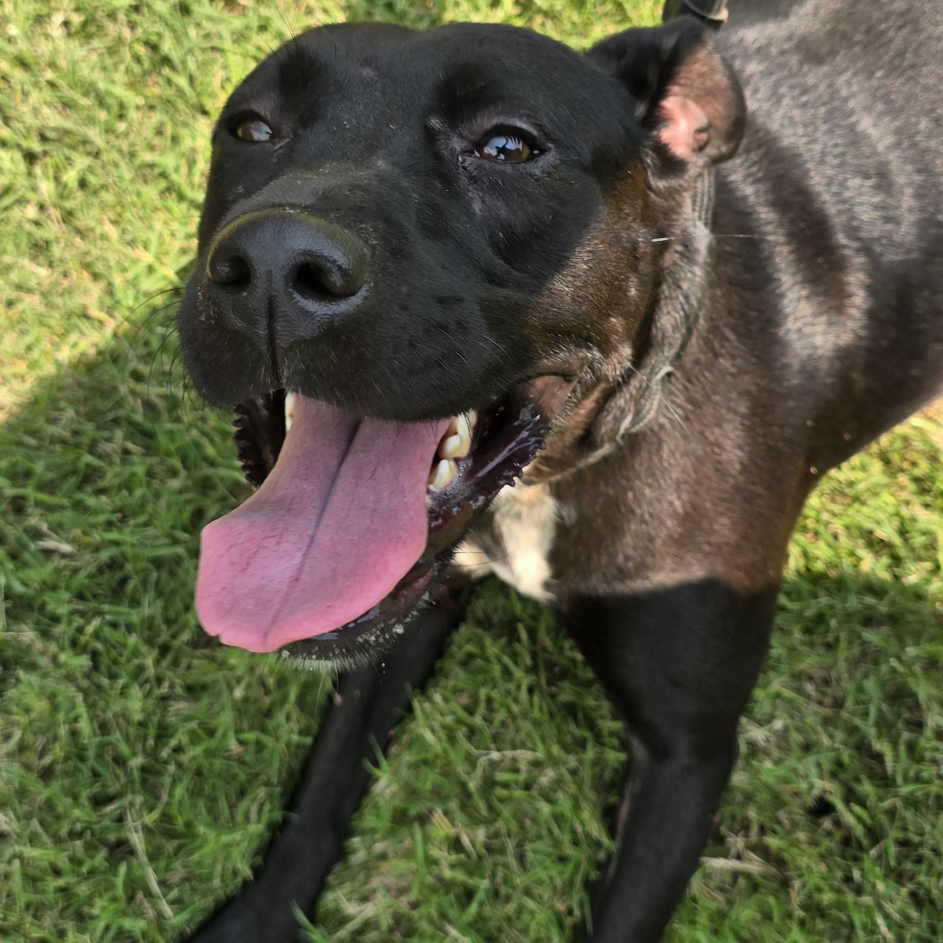 Enlarge Mia, a Adoptable mixed breed in Arlington, TN image 6/6