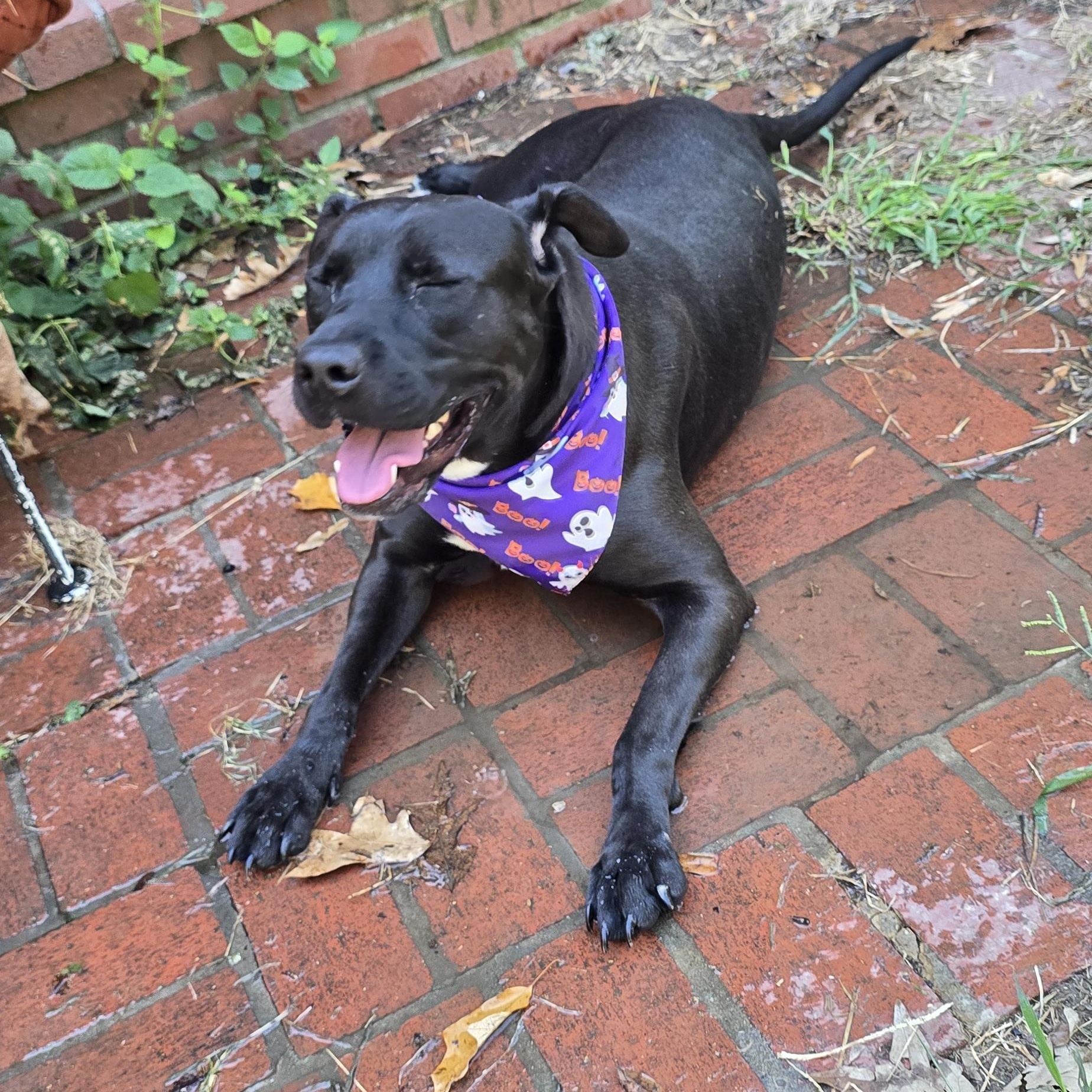Enlarge Mia, a Adoptable mixed breed in Arlington, TN image 3/6