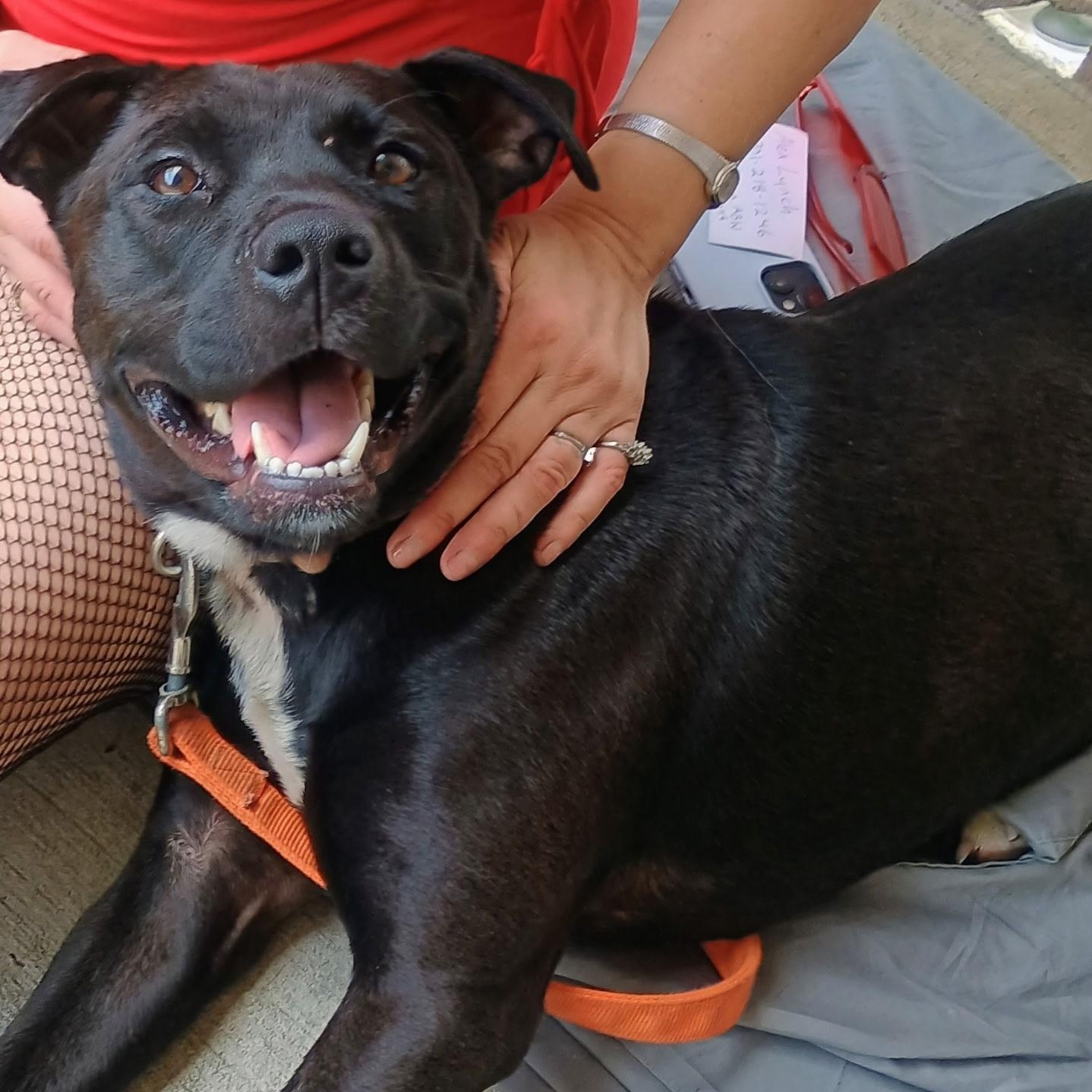 Enlarge Mia, a Adoptable mixed breed in Arlington, TN image 5/6