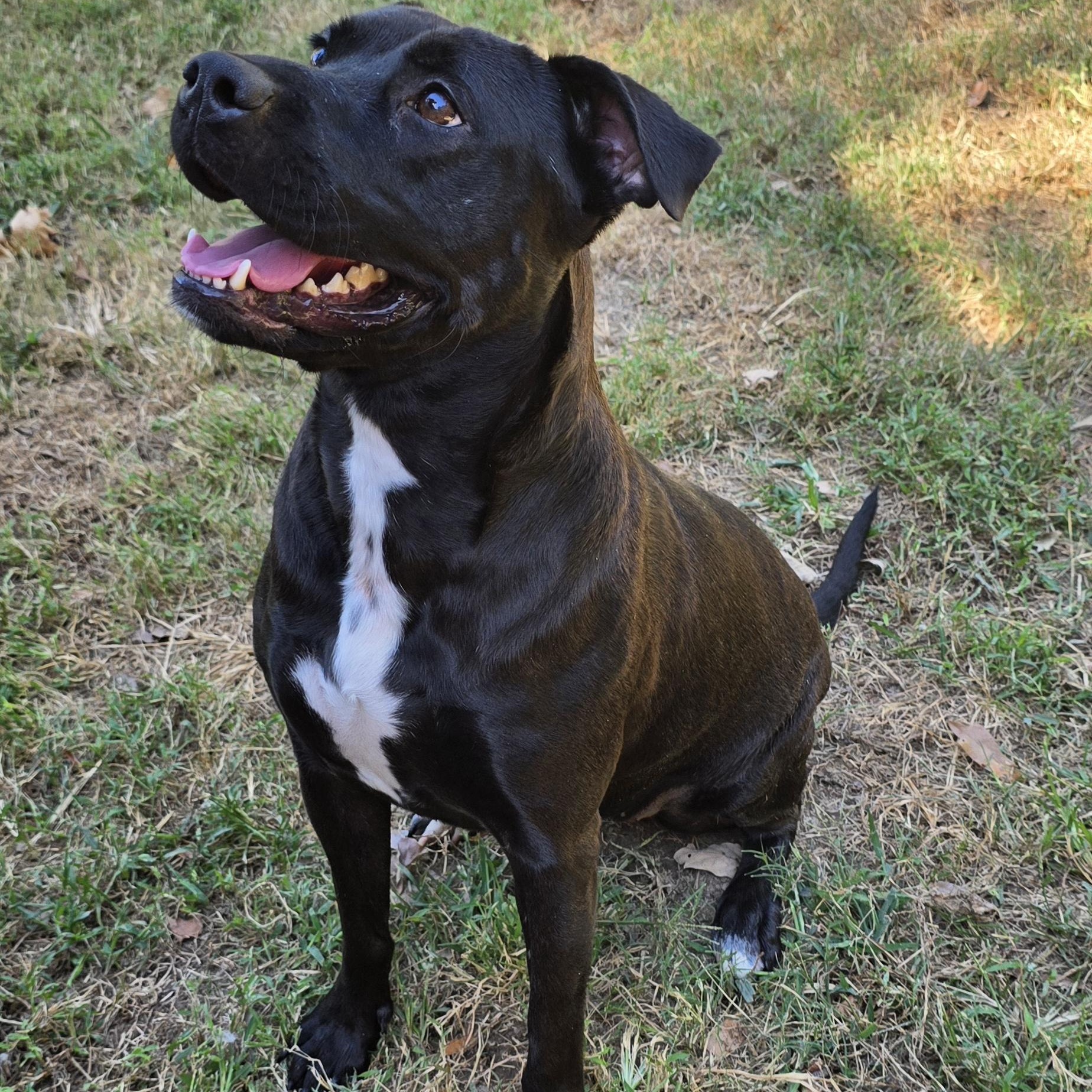 Enlarge Mia, a Adoptable mixed breed in Arlington, TN image 1/6