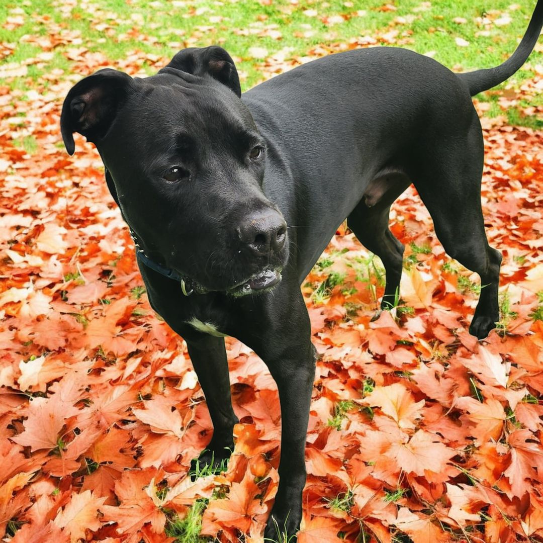Enlarge Satchmo, a Adoptable mixed breed in Lorida, FL image 1/1