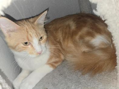 Skye — thumbnail 2