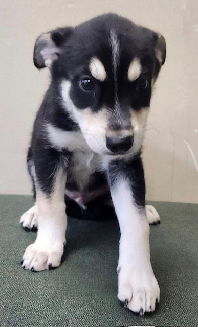Brody CA March, Adopted, Puppy Male Husky.