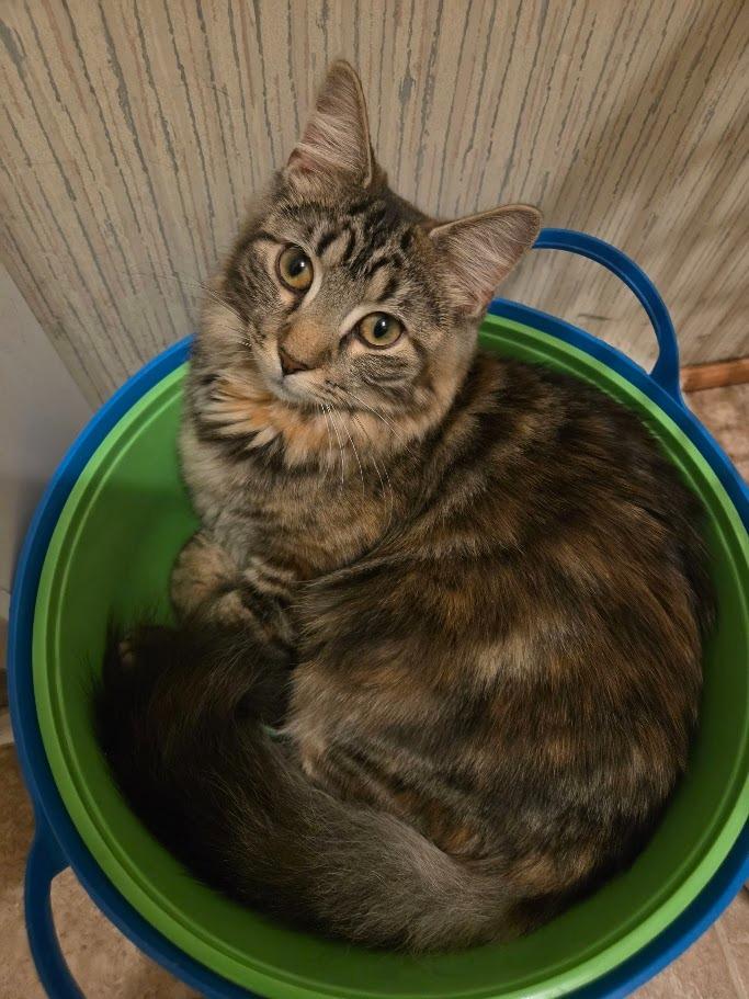 Enlarge Squeak, a Adoptable mixed breed in Parkville, MD image 4/4