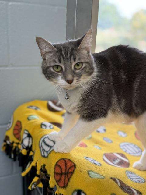 Sunshine, Adoptable, Young Female Domestic Medium Hair.