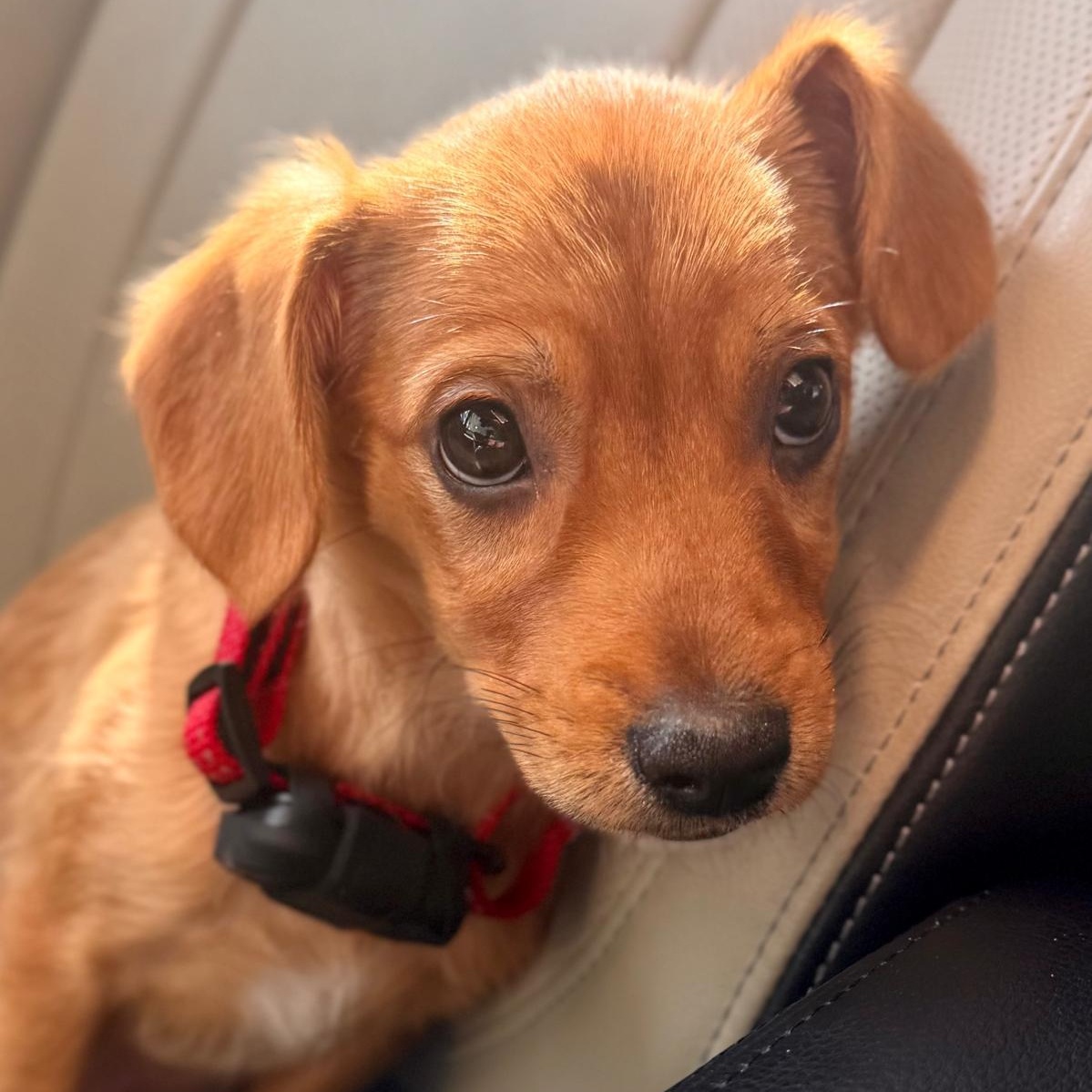 Enlarge Dodger, a Adoptable mixed breed in Baltimore, MD image 3/5