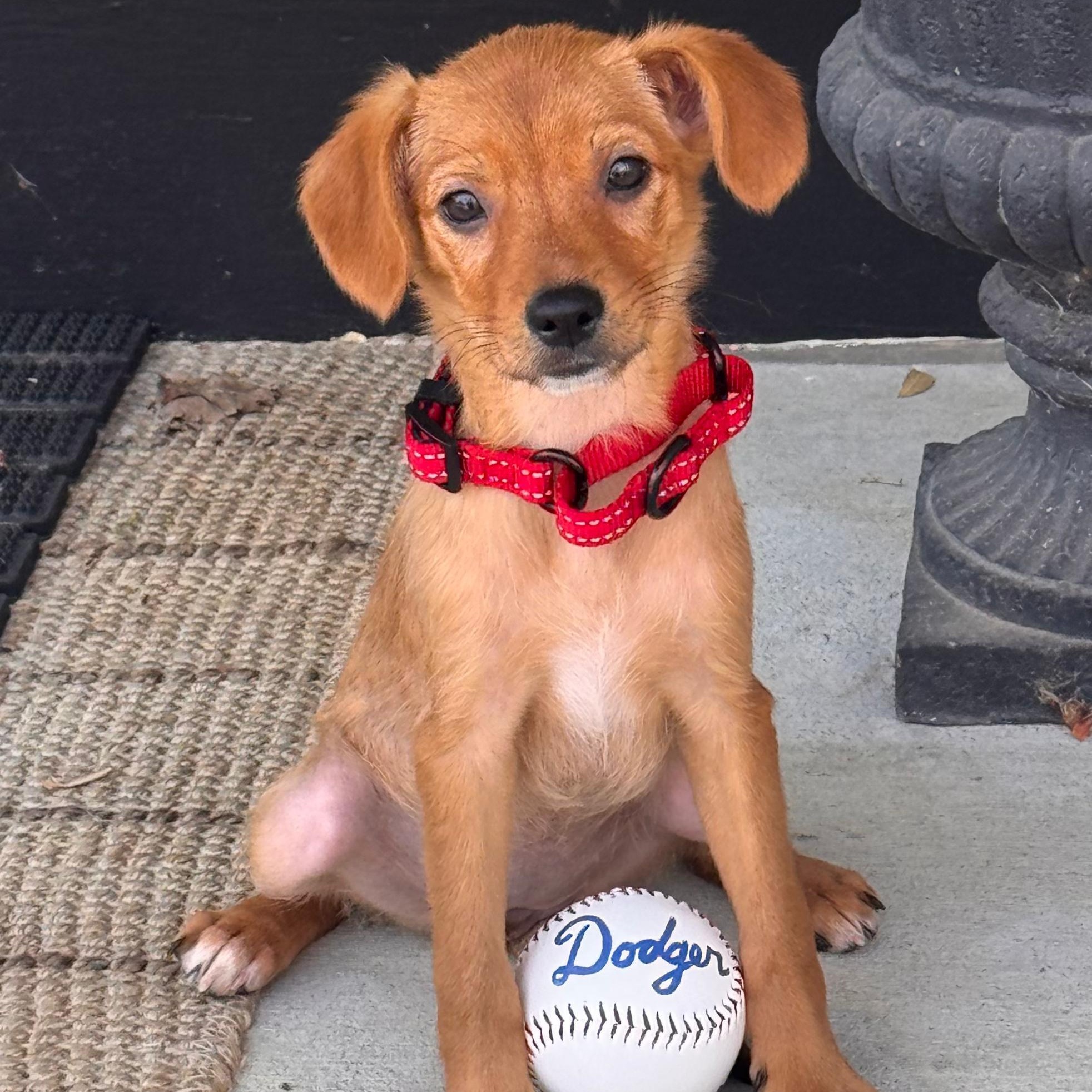 Enlarge Dodger, a Adoptable mixed breed in Baltimore, MD image 4/5