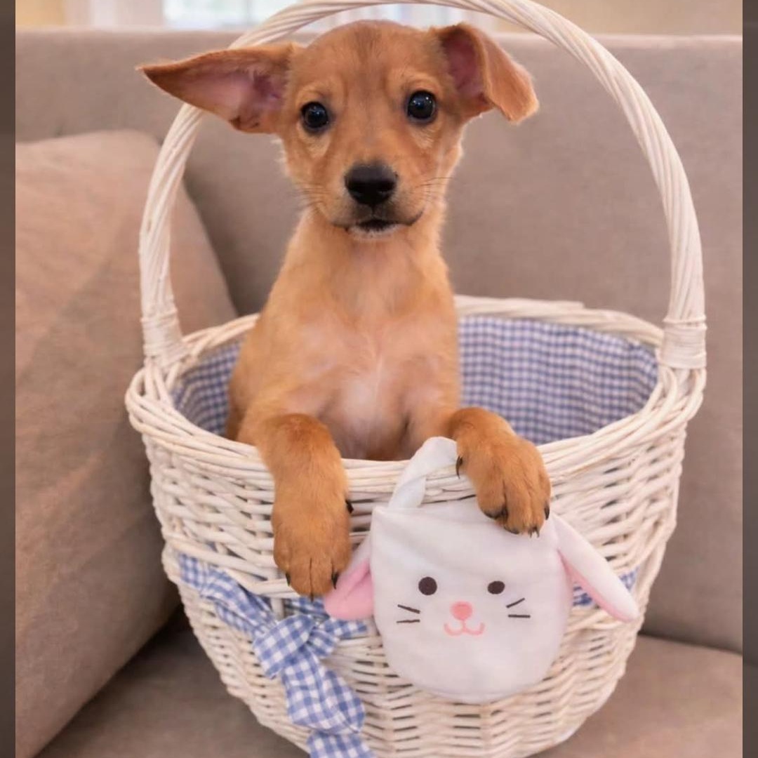 Enlarge Dodger, a Adoptable mixed breed in Baltimore, MD image 2/5