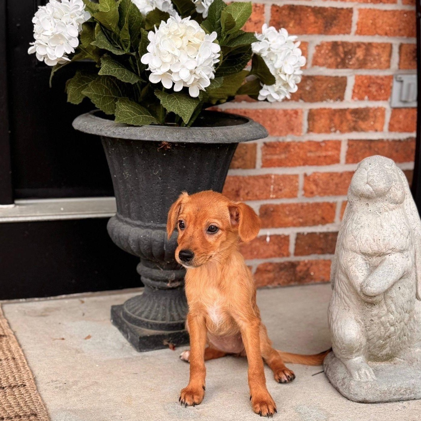 Dodger, Adoptable, Puppy Female Mixed Breed.