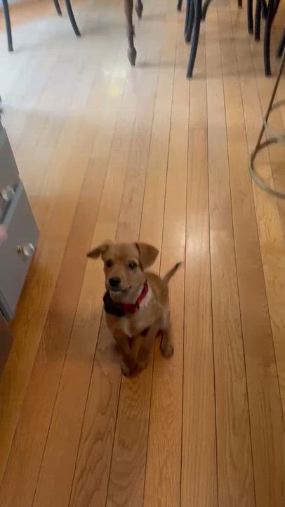 Enlarge Dodger, a Adoptable mixed breed in Baltimore, MD video 5/5