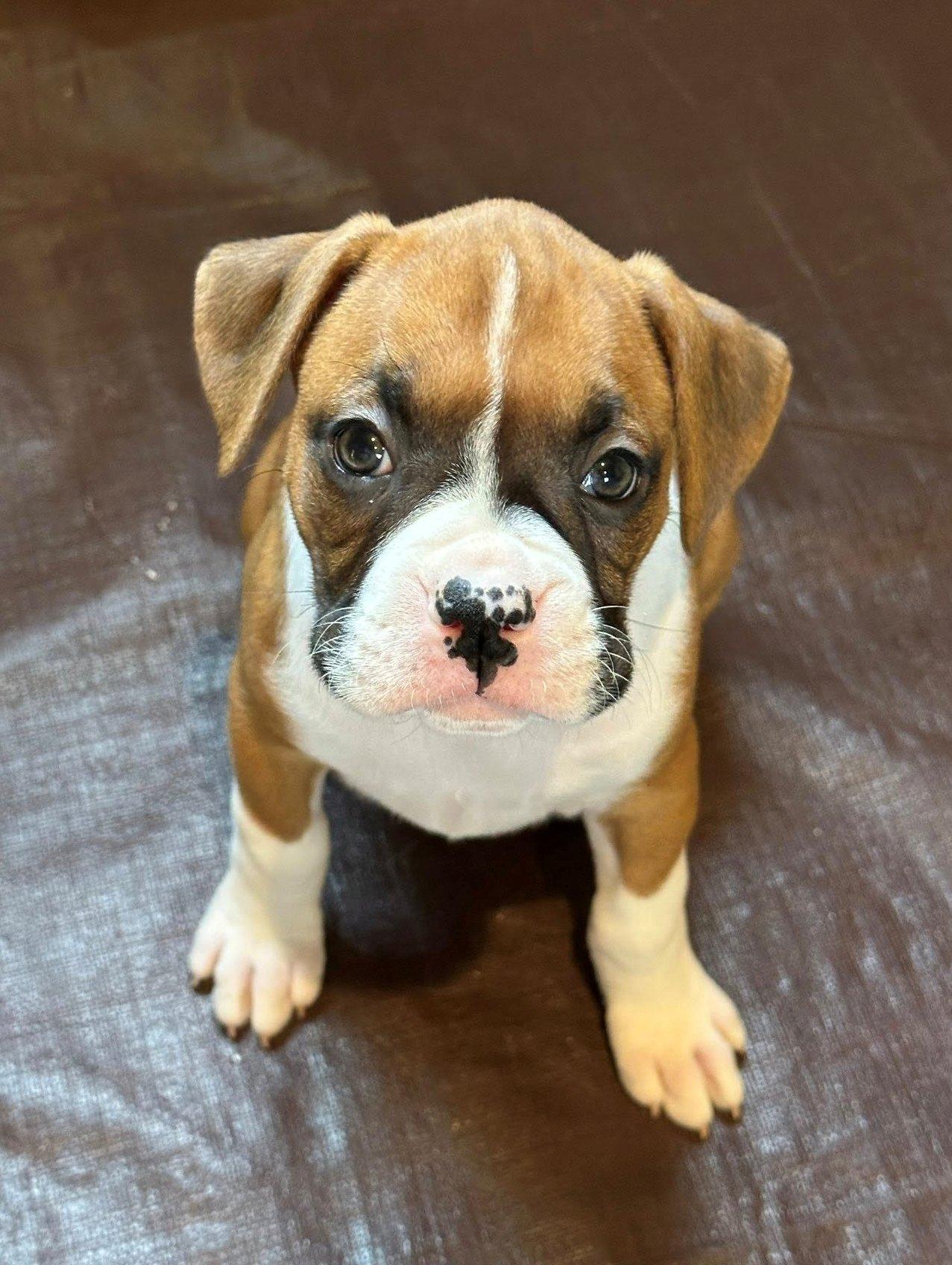 Twelve, Adopted, Puppy Female Boxer.