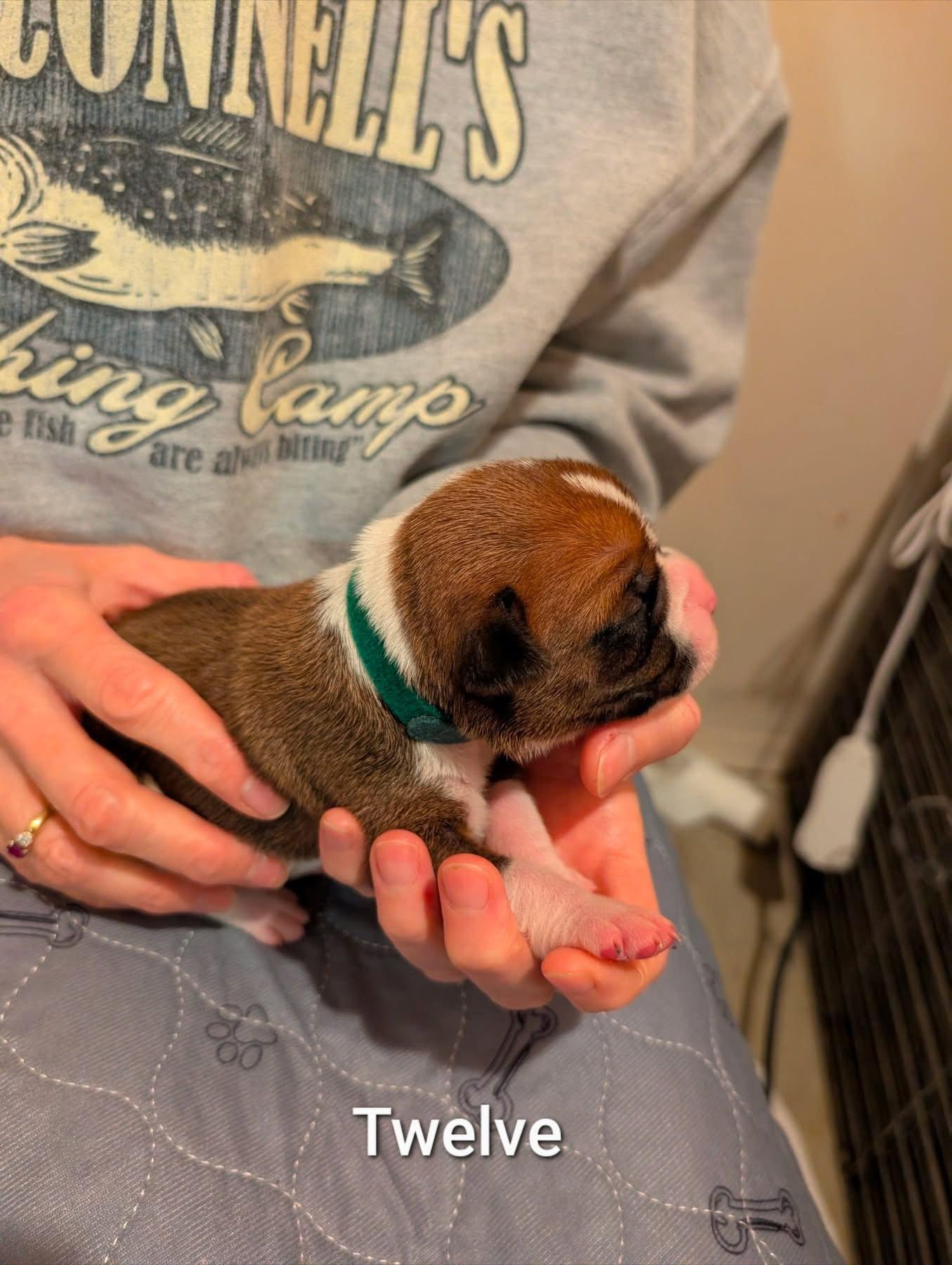 Enlarge Twelve, a Adopted Boxer in Stanwood, WA image 2/2