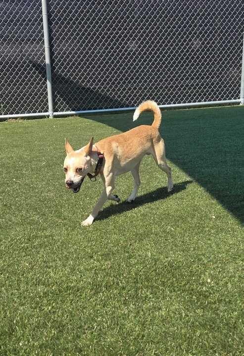 Simon (In Foster), Adoptable, Adult Male Chihuahua.