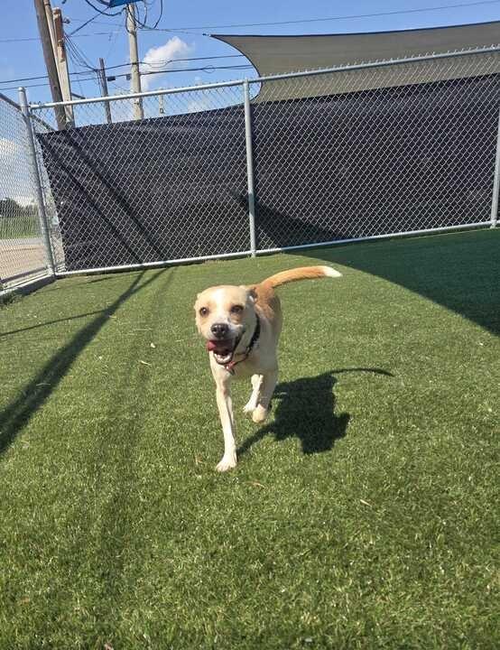 Enlarge Simon (In Foster), a Adoptable mixed breed in New Orleans, LA image 2/5