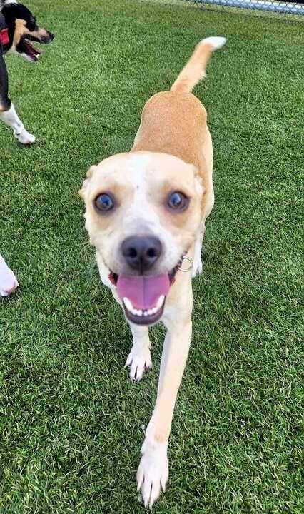 Enlarge Simon (In Foster), a Adoptable mixed breed in New Orleans, LA image 4/5