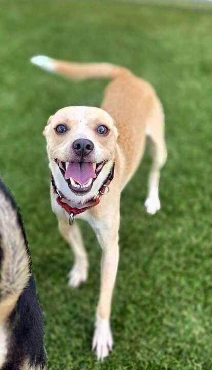 Enlarge Simon (In Foster), a Adoptable mixed breed in New Orleans, LA image 5/5