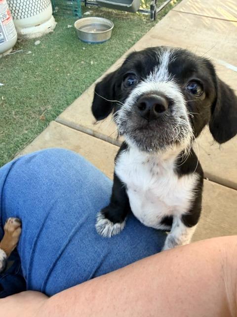 Enlarge Oreo, a Adoptable mixed breed in Los Angeles, CA image 1/5