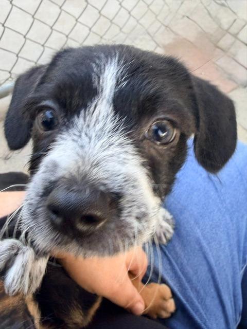 Enlarge Oreo, a Adoptable mixed breed in Los Angeles, CA image 2/5
