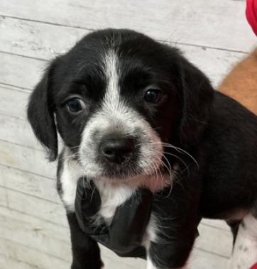 Enlarge Oreo, a Adoptable mixed breed in Los Angeles, CA image 3/5