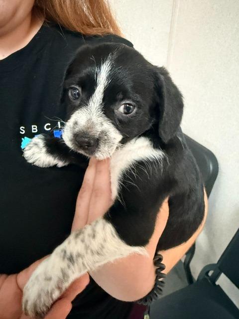 Enlarge Oreo, a Adoptable mixed breed in Los Angeles, CA image 4/5